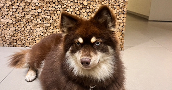 coynes pet sitter à LA MULATIERE 69350_3