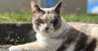 cedric pet sitter à RIOM 63200_2