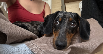 zélie pet sitter à Moulin-les-metz 57160_3