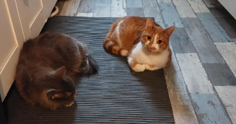 eva pet sitter à ELANCOURT 78990_9