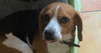 valentin pet sitter à RENNES 35000_0