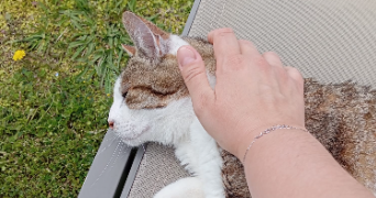 aurelie pet sitter à MONTPELLIER 34000_13