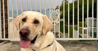alexia pet sitter à BECHY 57580_1