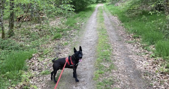 michael  pet sitter à ORLEANS 45100_1