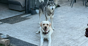 estelle pet sitter à BUCHELAY 78200_8
