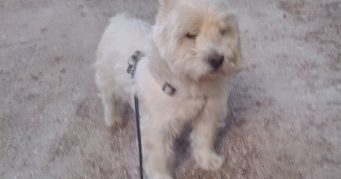 caroline pet sitter à BOURG LES VALENCE 26500_1