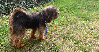 safiyya pet sitter à colleret 59680_10