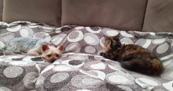 sylvie pet sitter à CASTRES 81100_1