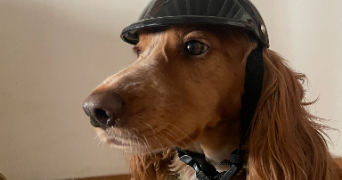 elfie pet sitter à ISSOUDUN 36100_6