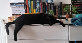 camille pet sitter à lyon 69008_5