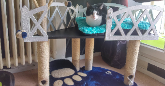 frédéric pet sitter à ROUEN 76000_2