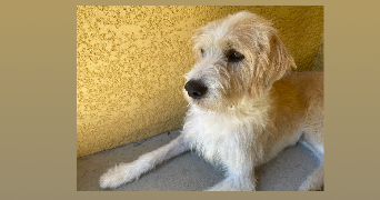 flavie pet sitter à ST ANDRE LE GAZ 38490_6