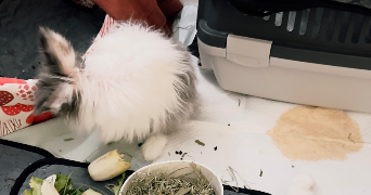 iris pet sitter à NEUILLY SUR SEINE 92200_3
