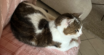 camille pet sitter à SCY CHAZELLES 57160_1