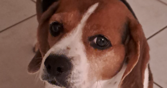 julien pet sitter à VAL D ANAST 35330_3