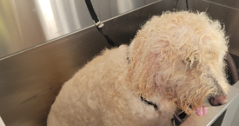 clodagh  pet sitter à TOURBES 34120_7