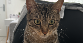 deborah pet sitter à BOURGOIN JALLIEU 38300_2