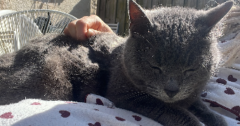 pauline pet sitter à BRAY ET LU 95710_2