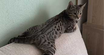 camille cat sitter à LYON 07 69007_5