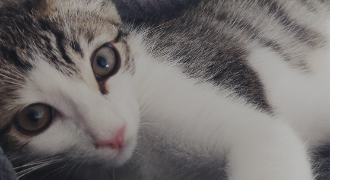 morgane cat sitter à TOULOUSE 31200_4