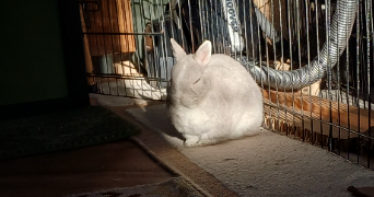 romane pet sitter à PLOERMEL 56800_1