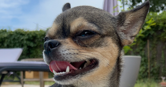 roxanne pet sitter à VIDAUBAN 83550_4