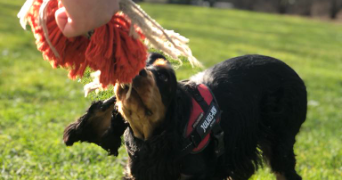 camille pet sitter à MARCQ EN BAROEUL 59700_1