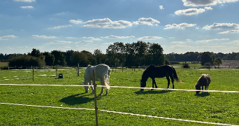 margaux pet sitter à CROIX MARE 76190_5