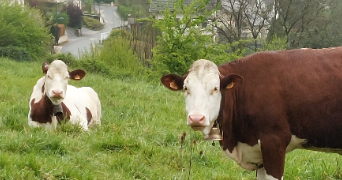 celia pet sitter à BESANCON 25000_6