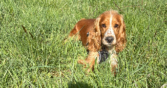 deborah pet sitter à REVENTIN VAUGRIS 38121_3