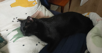 rowen pet sitter à AMIENS 80000_2