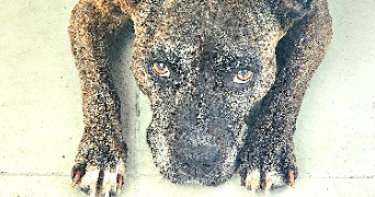 maud pet sitter à VIOLES 84150_1