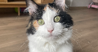 claire pet sitter à ANGERS 49000_2