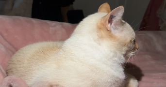 ambre cat sitter à BORDEAUX 33000_1