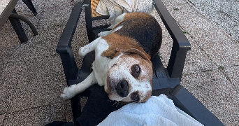 charlotte pet sitter à REIMS 51100_1