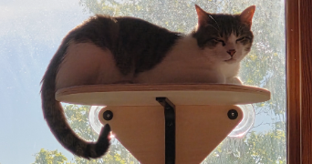 lilian pet sitter à ST SEBASTIEN SUR LOIRE 44230_1