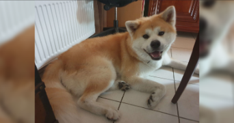 julien pet sitter à MAISONS ALFORT 94700_9