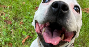lola pet sitter à MAISONS ALFORT 94700_5