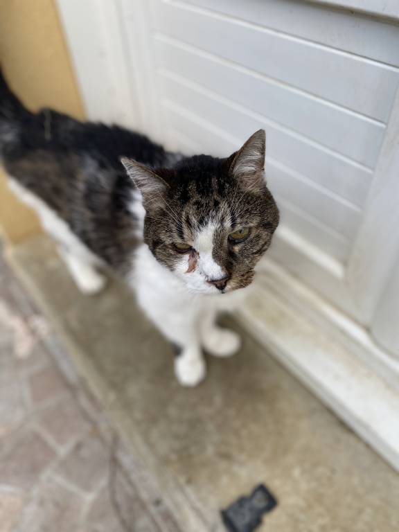 Sarah pet sitter à Vergigny 89600_3
