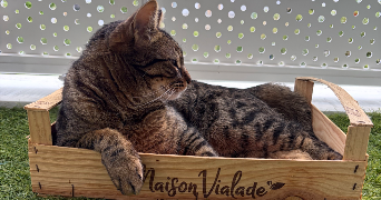 carla pet sitter à ST CYR L ECOLE 78210_2