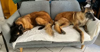 nalini pet sitter à CHASSIEU 69680