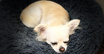 johana pet sitter à VAUDEURS 89320_2