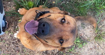 marianna pet sitter à SEUILLET 03260_9