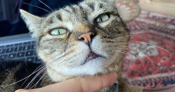 nais pet sitter à Le Kremlin-Bicêtre 94270_6