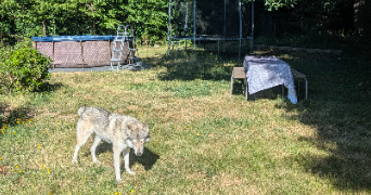 elise et sébastien pet sitter à BOURTH 27580_7