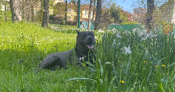 emma pet sitter à GENAS 69740_1