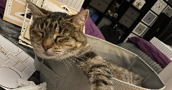 rachel pet sitter à WIMILLE 62126_5