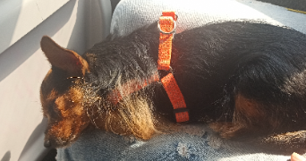 lilou pet sitter à CYSOING 59830_3