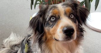 jane pet sitter à Paris 75015_7