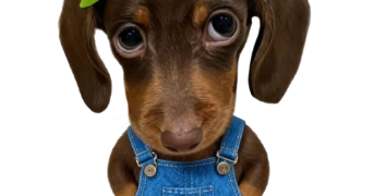 lexane pet sitter à SOIGNOLLES EN BRIE 77111_0